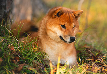 Adopter un Shiba inu