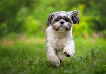 Adopter un Shih Tzu