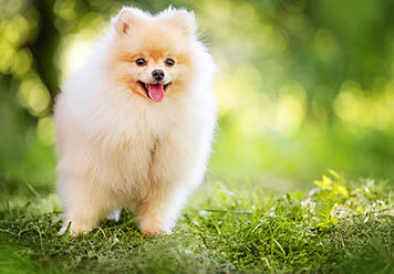 Adopter un Spitz