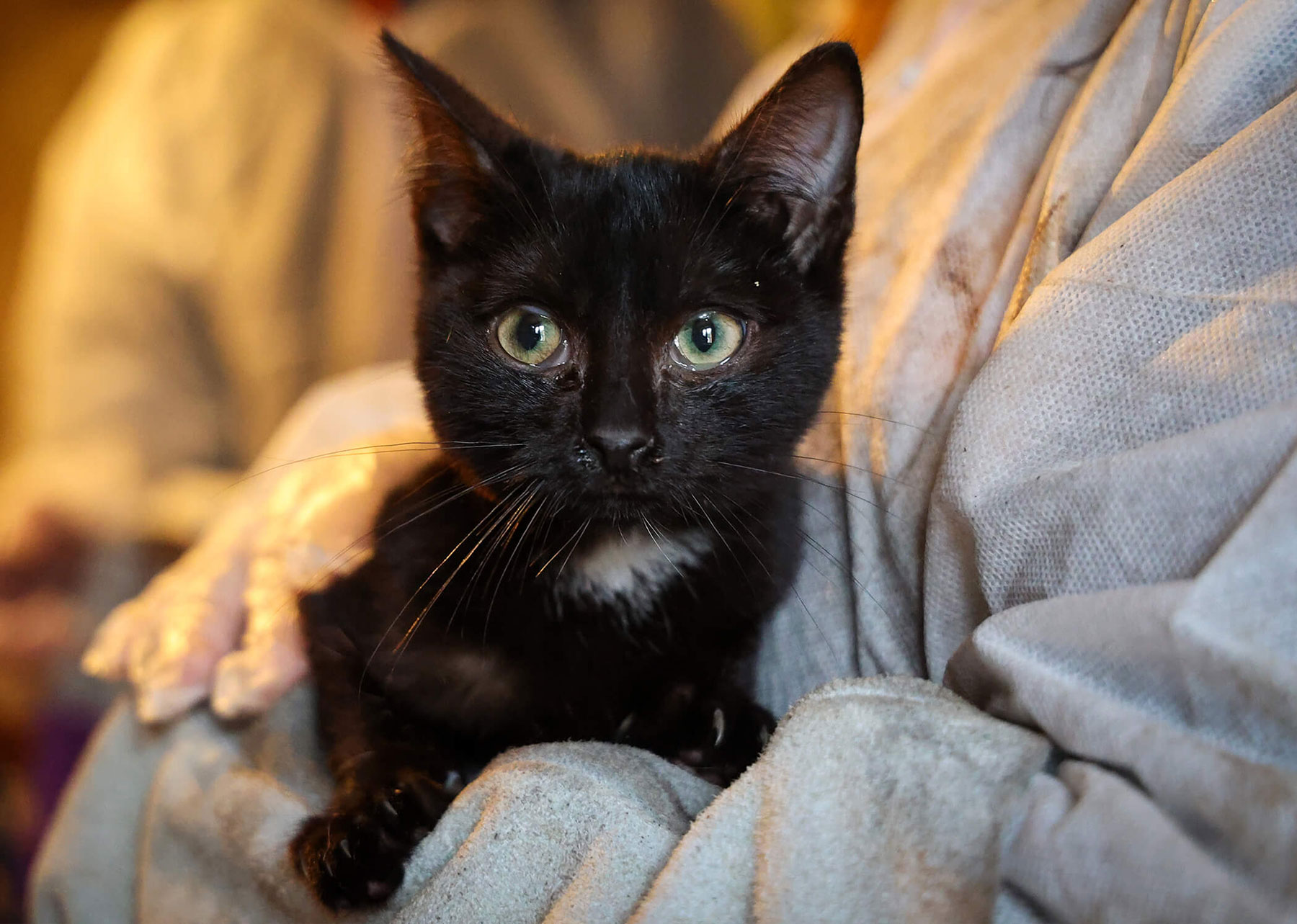Un chaton noir dans les bras d'un agent de la SPA lors d'une saisie en 2025