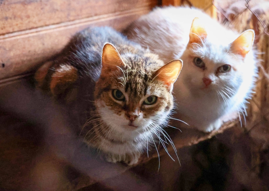 Deux chats lors d'une saisie en 2025