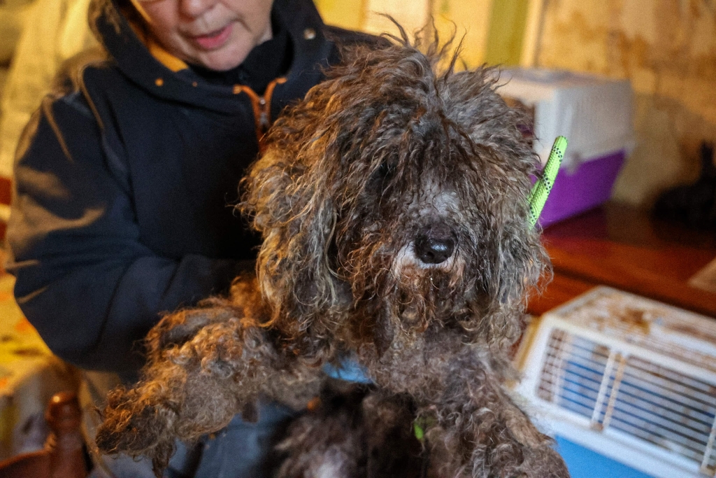 Vieux chien en mauvais état retrouvé en même temps que les 88 chats Les agents de la SPA qui explorent une maison insalubre à l'aire de lampe torche lors d'une saisie en 2025