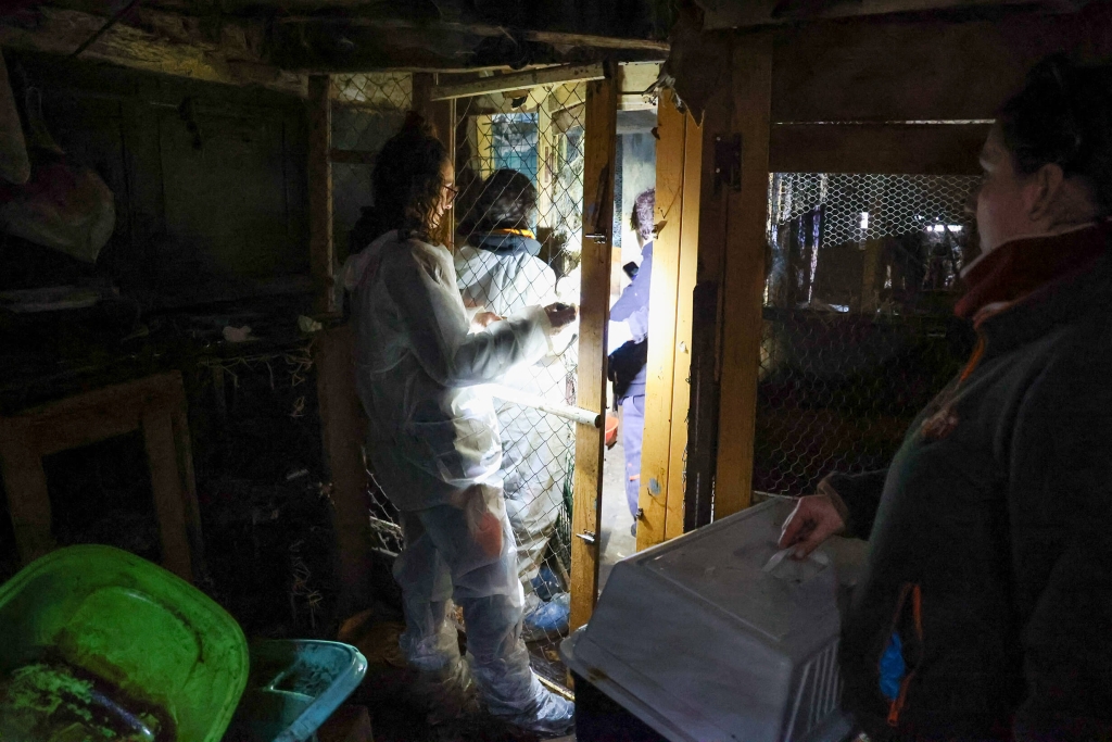 Les agents de la SPA qui explorent une maison insalubre à l'aire de lampe torche lors d'une saisie en 2025