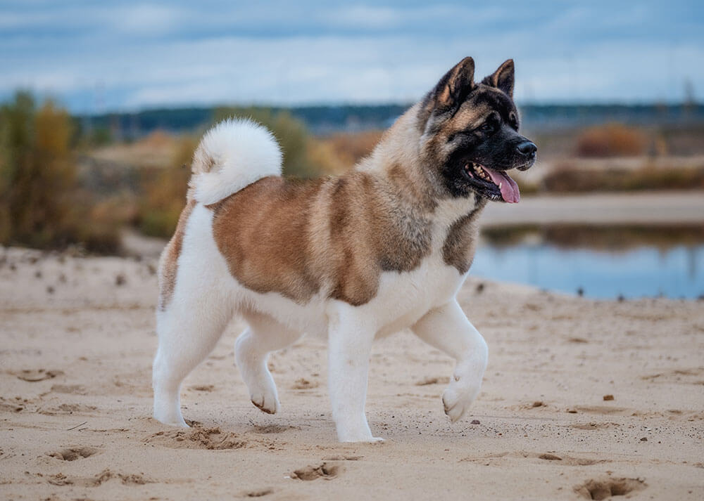 Un chien de la race Akita Americain au pelage blanc et marron qui marche sur du sable avec un plan d'eau en arrière plan