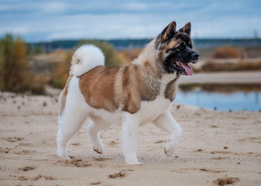 Adopter un Akita americain