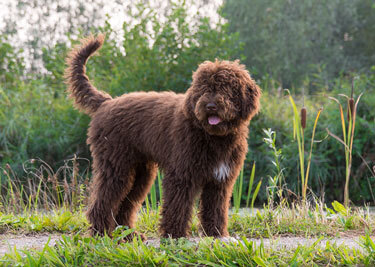 Adopter un Barbet
