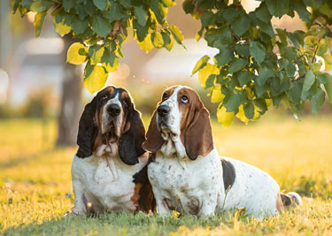 Adopter un Basset