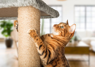 Mon chat griffe mon canapé : quelles astuces pour l'en empêcher ?
