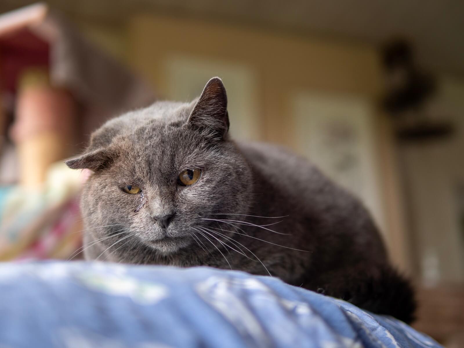 Un chat noir avec une oreille tordue de face