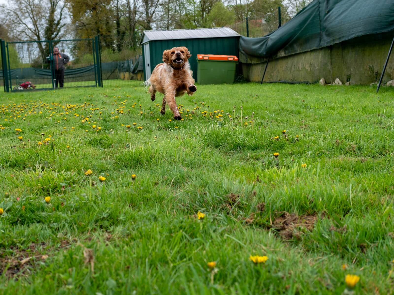 Un chien brun clair qui gambade en extérieur au refuge de Voillecomte