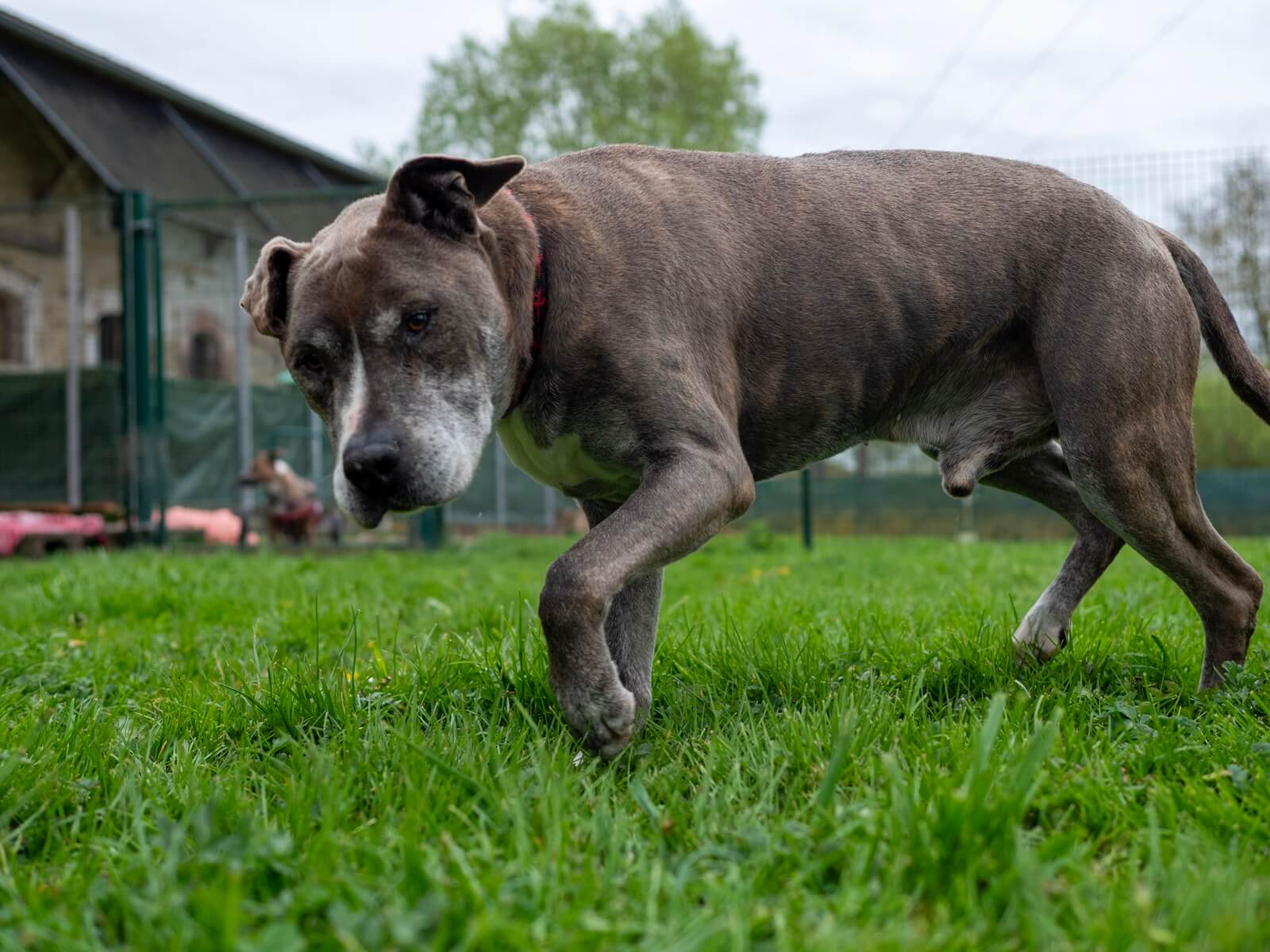 Un chien brun foncé en extérieur au refuge de Voillecomte
