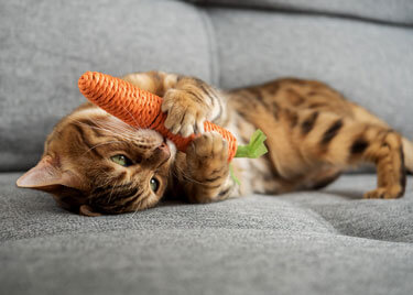 Guide complet sur les jouets pour chat