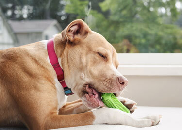Le guide pratique des jouets pour chien