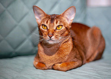Adopter un Abyssin