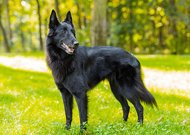 Adopter un Berger Belge Groenendael