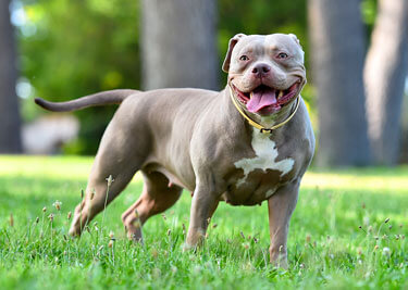 Adopter un American bully
