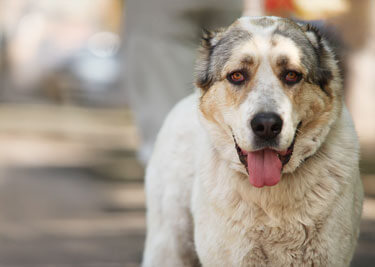 Adopter un Berger d'Asie centrale