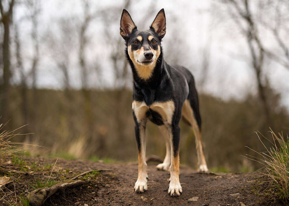 Photographie d'un chien de la race berger australien kelpie au milieu d'une foret dégarnie en hiver