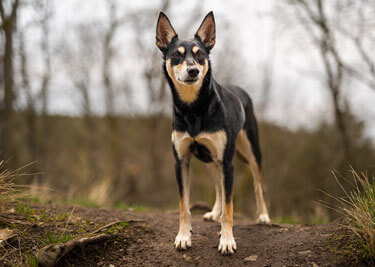 Adopter un Berger australien Kelpie