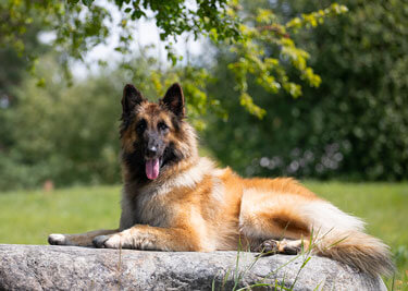 Adopter un Berger belge Tervueren