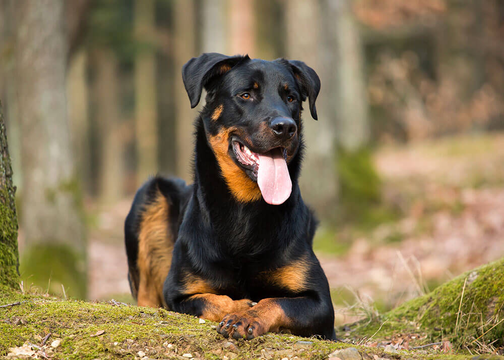 Photographie d'un chien de la race berger de Beauce allongé sur le ventre en foret, il tire la langue