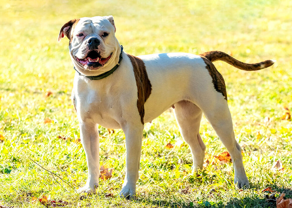 Photographie d'un chien de la race Bouledogue américain sur une pelouse