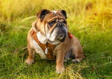 Adopter un Bouledogue anglais