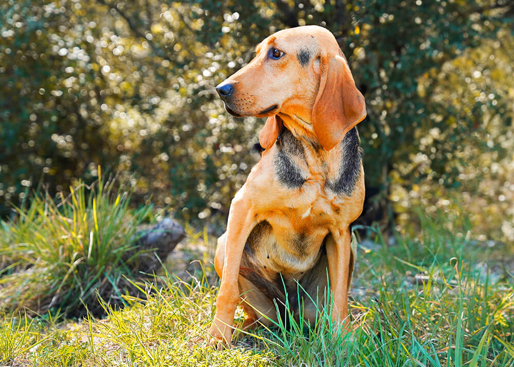 Photographie d'un chien de la race Bruno du Jura assis sur son arrière-train dans la nature