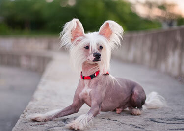Adopter un Chien chinois