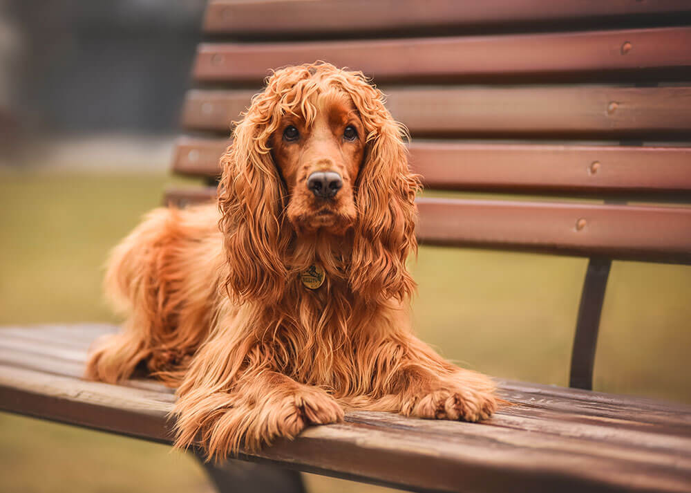Photographie d'un chien de la race Cocker Anglais allongé sur un banc