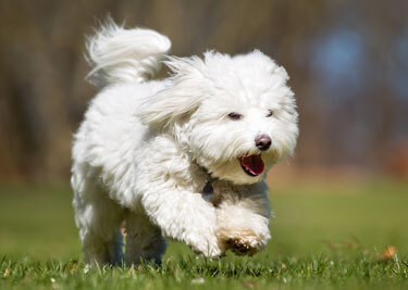 Adopter un Coton de Tuléar