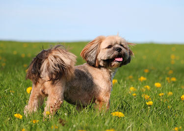 Adopter un Lhassa Apso