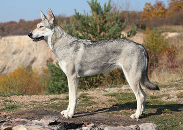 Adopter un Chien-Loup de Saarloos