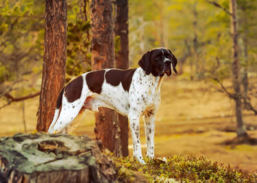 Adopter un Pointer
