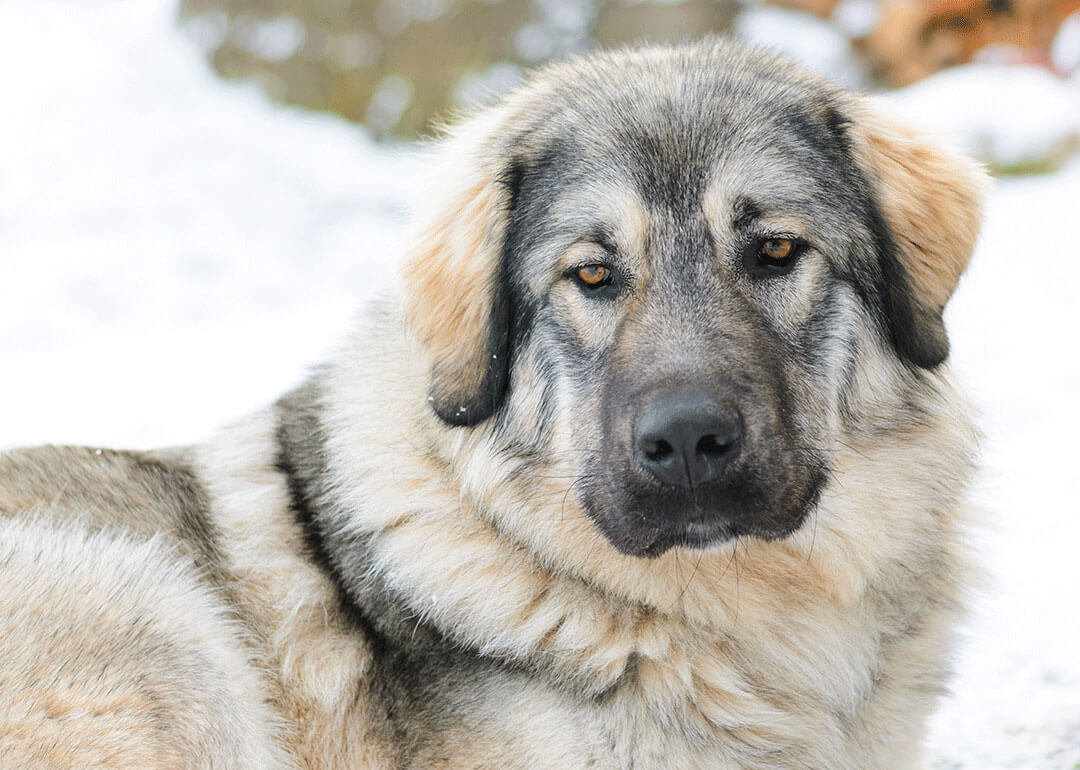 Un chien de la race Berger yougoslave allongé dans la neige, il a l'air paisible.