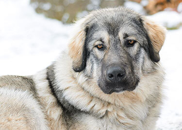 Adopter un Berger Yougoslave
