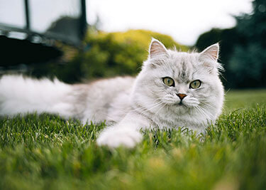 Adopter un British longhair