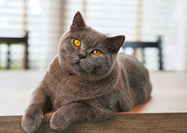 Adopter un British shorthair