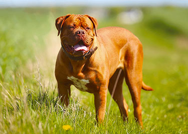 Adopter un Dogue de Bordeaux