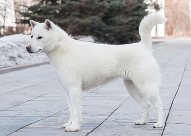 Adopter un Kishu