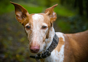 Adopter un Podenco