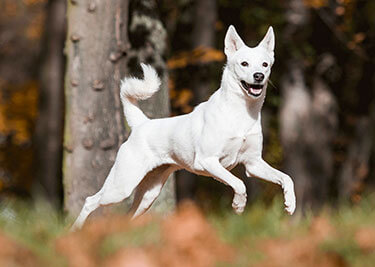 Adopter un Chien de Canaan