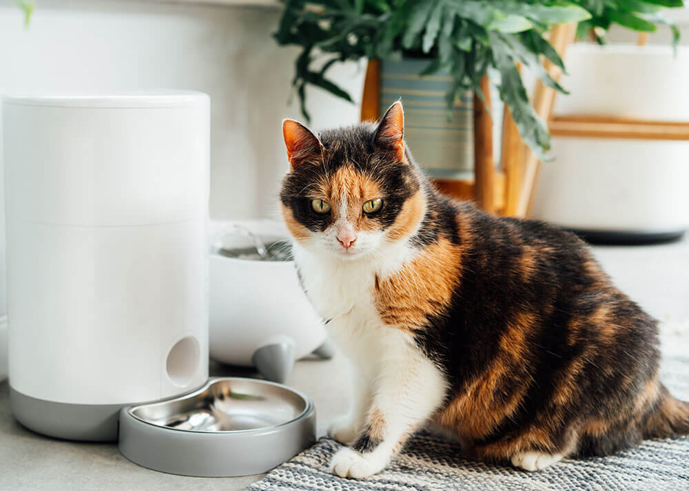 La gamelle interactive chat : gadget ou accessoire utile ?