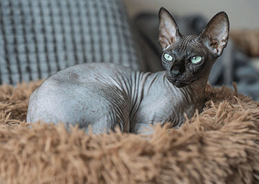 Adopter un Sphynx