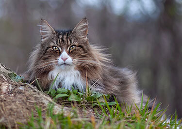 Adopter un Chat Norvégien