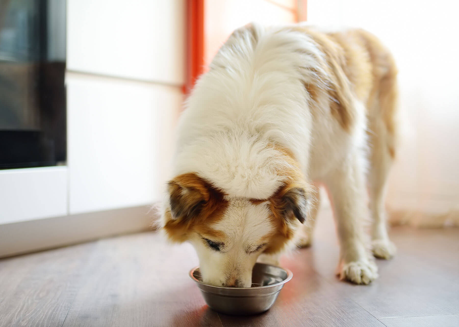 Un grand chien de berger, au pelage blanc et roux-marron, est penché pour manger dans une gamelle métallique posée sur un sol en bois sombre. Le chien a le dos à la lumière vive qui entre par une porte ou une grande fenêtre, créant un fort contre-jour et un halo lumineux sur son pelage blanc. Son corps est partiellement coupé par le cadre, se concentrant sur son action de manger. La scène met en évidence l'importance du bien-être animal domestique et de la nutrition.