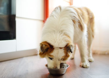 Mon chien mange trop vite : tout savoir sur ce comportement problématique