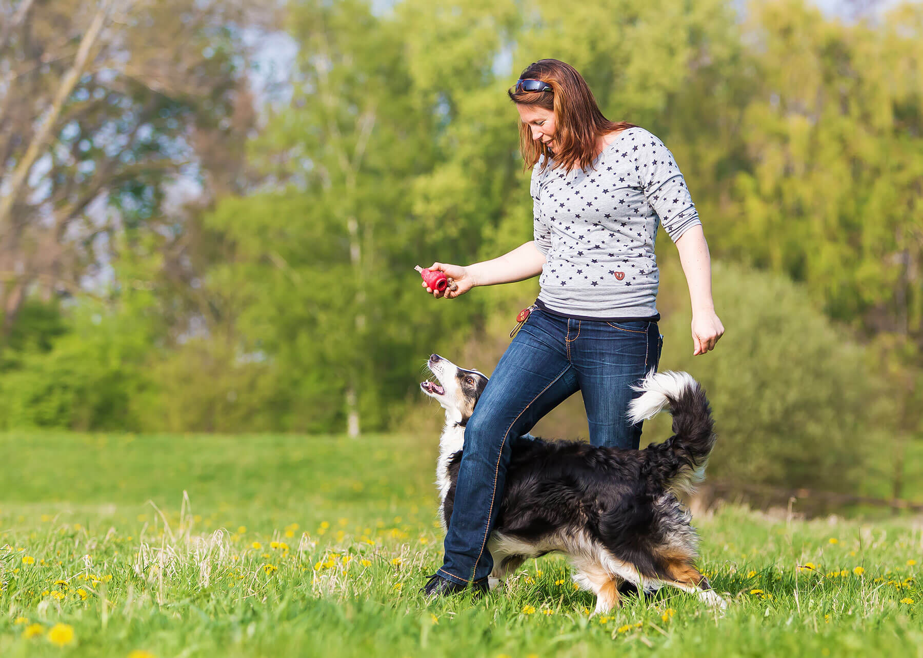 Dans un parc verdoyant, une personne debout tient une friandise dans la main droite, tandis qu’un chien de taille moyenne, noir et blanc, marche près de sa jambe. L’animal regarde la friandise, queue relevée. L’herbe verte et les arbres flous en arrière-plan évoquent une promenade éducative, illustrant l’apprentissage et le dressage d’un chien en extérieur.