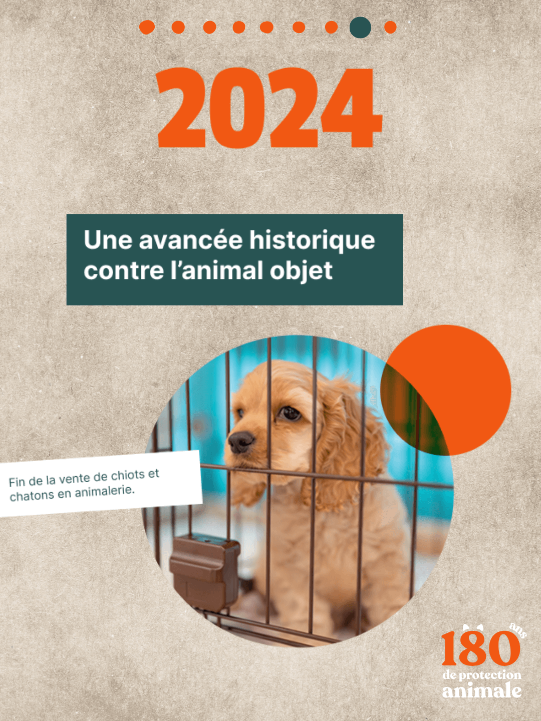 Un jeune chien de type Cocker Spaniel, au pelage blond-roux, regarde à travers les barreaux marron d'une cage d'exposition. Il se tient devant un arrière-plan bleu clair flou. L'image est encadrée par des éléments graphiques sur un fond beige, avec la date "2024" et le texte "Une avancée historique contre l'animal objet". Une note précise : "Fin de la vente de chiots et chatons en animalerie", illustrant une victoire pour la protection animale.