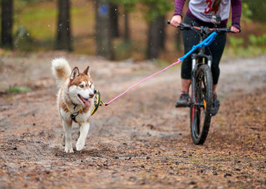 Canicross VTT : de l'adrénaline et de la complicité avec votre chien